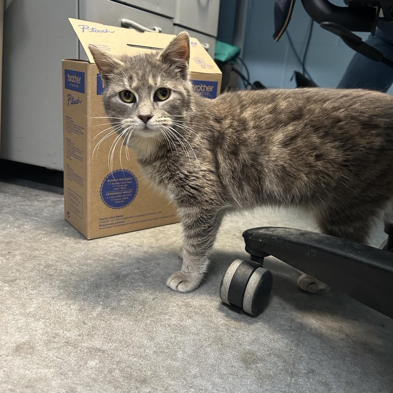 Guppy *, a Adoptable Domestic Short Hair in Douglas, MI image 3/4