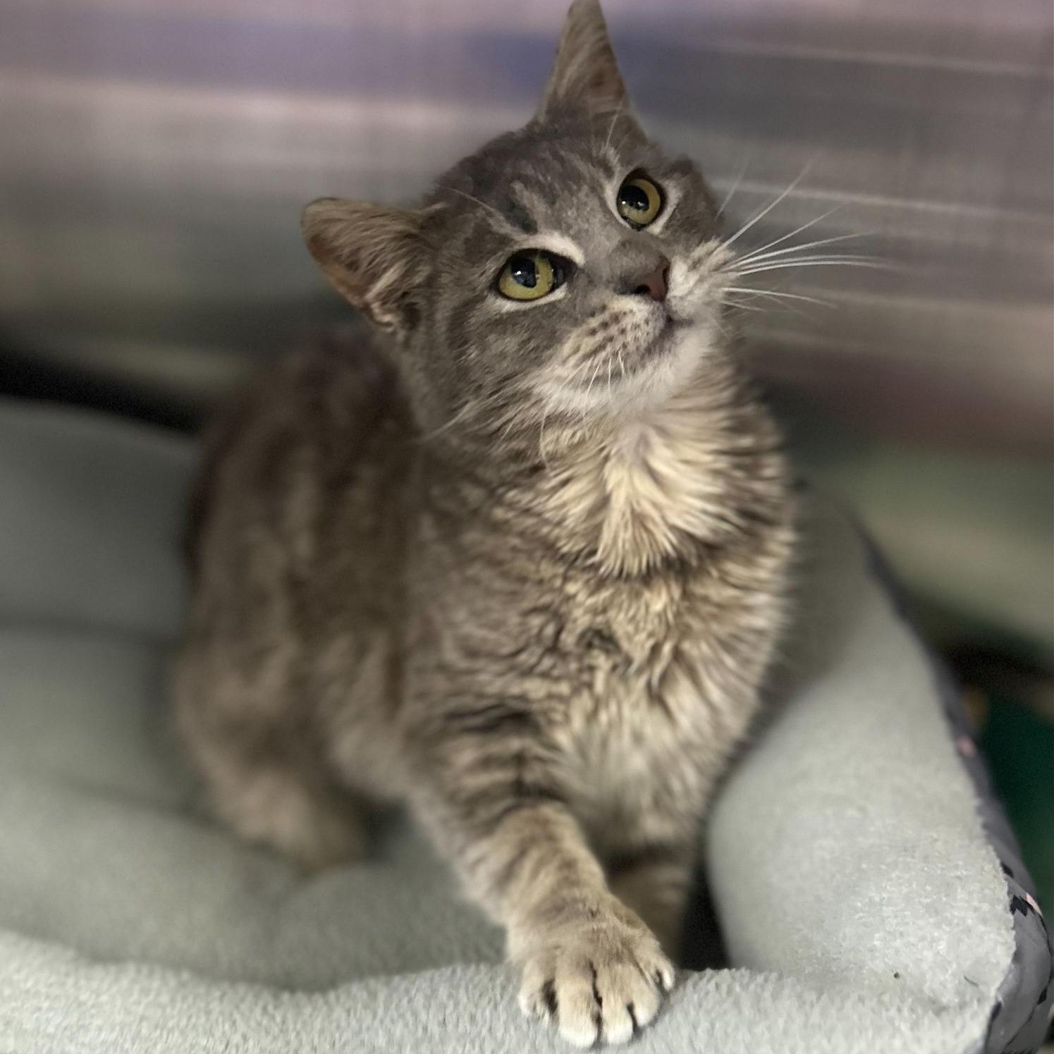 Guppy *, a Adoptable Domestic Short Hair in Douglas, MI image 4/4