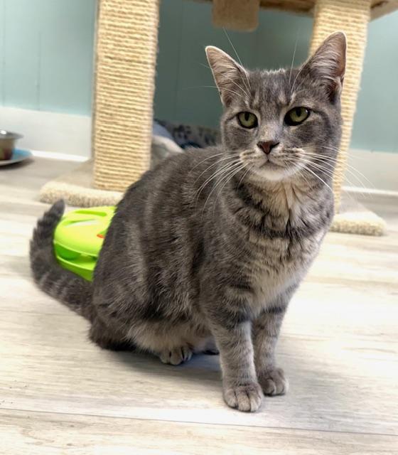 Guppy *, Adoptable, Young Female Domestic Short Hair.