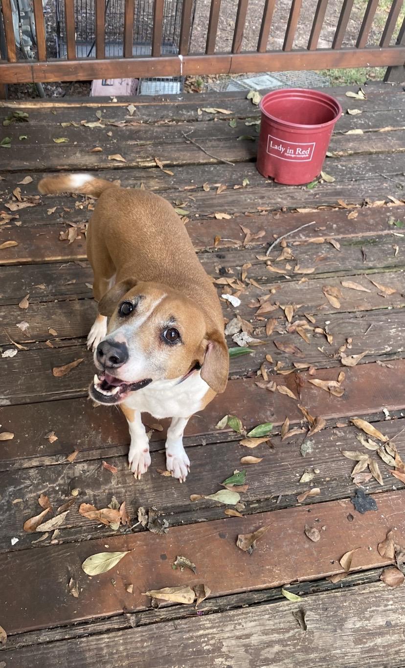 Enlarge Delilah, a Adoptable mixed breed in Nashville, TN image 3/3