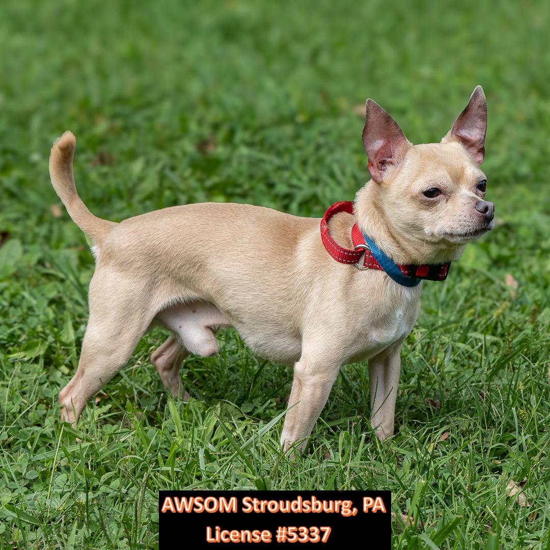 Enlarge Max, a Adoptable mixed breed in Stroudsburg, PA image 3/3