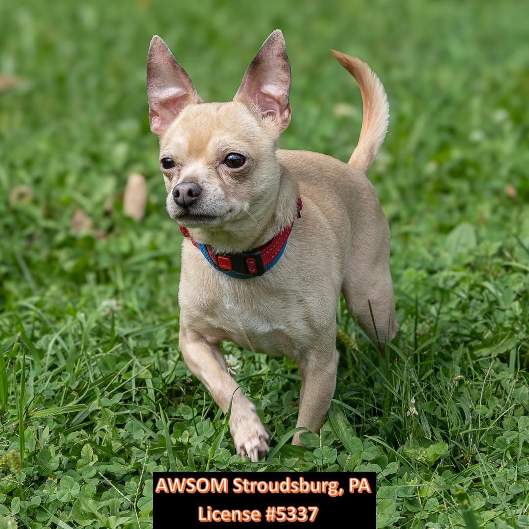 Enlarge Max, a Adoptable mixed breed in Stroudsburg, PA image 1/3