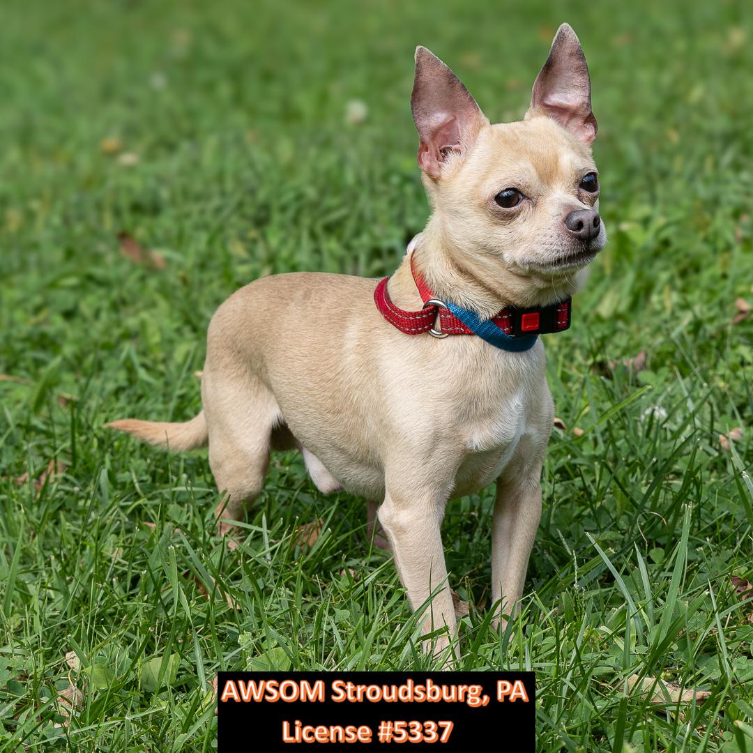 Enlarge Max, a Adoptable mixed breed in Stroudsburg, PA image 2/3