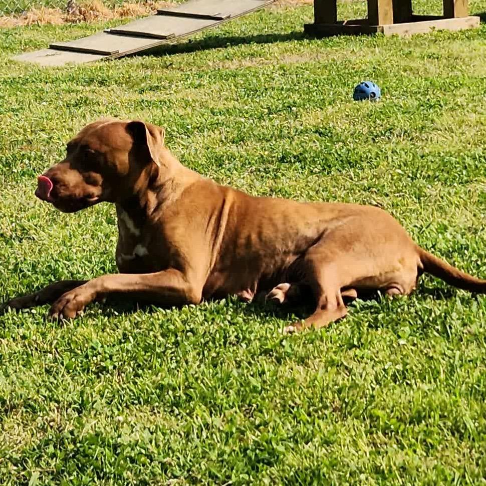 Pinkie Pie, Adoptable, Adult Female Mixed Breed.