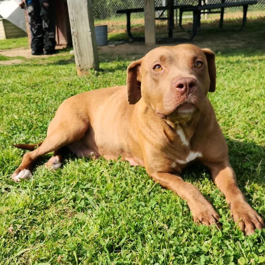 Enlarge Pinkie Pie, a Adoptable Mixed Breed in Columbiana, AL image 2/6