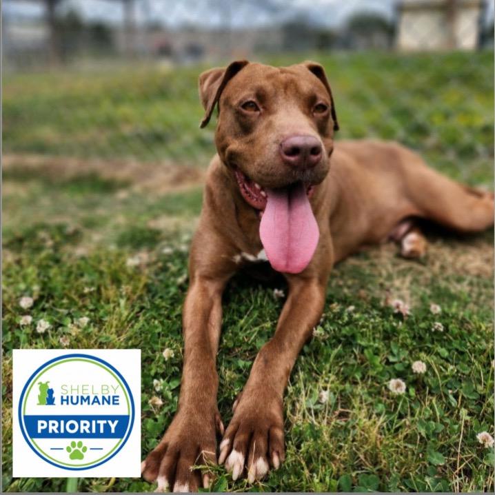 Enlarge Pinkie Pie *AVAILABLE IN FOSTER*, a Adoptable Mixed Breed in Columbiana, AL image 2/6