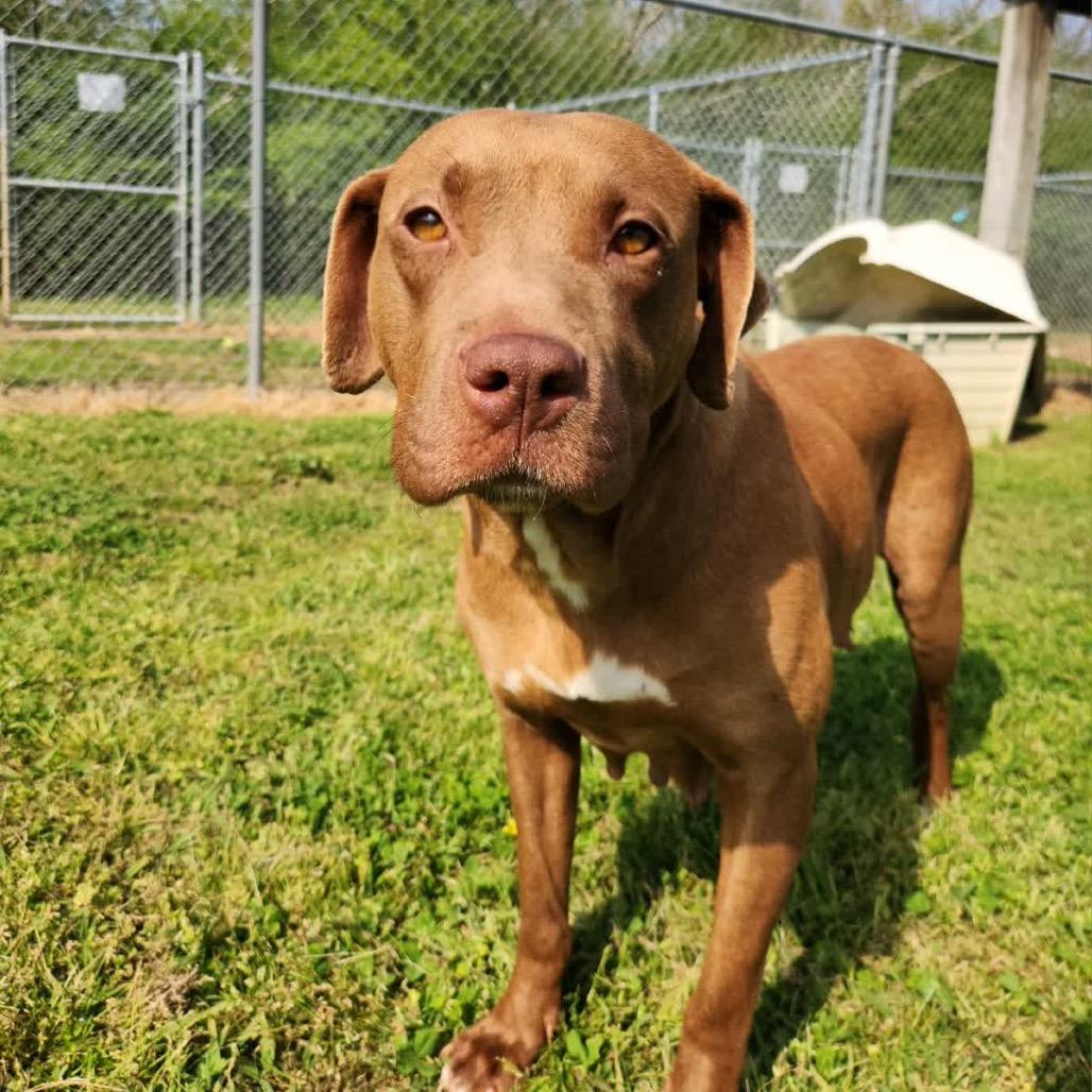 Enlarge Pinkie Pie *AVAILABLE IN FOSTER*, a Adoptable Mixed Breed in Columbiana, AL image 3/6