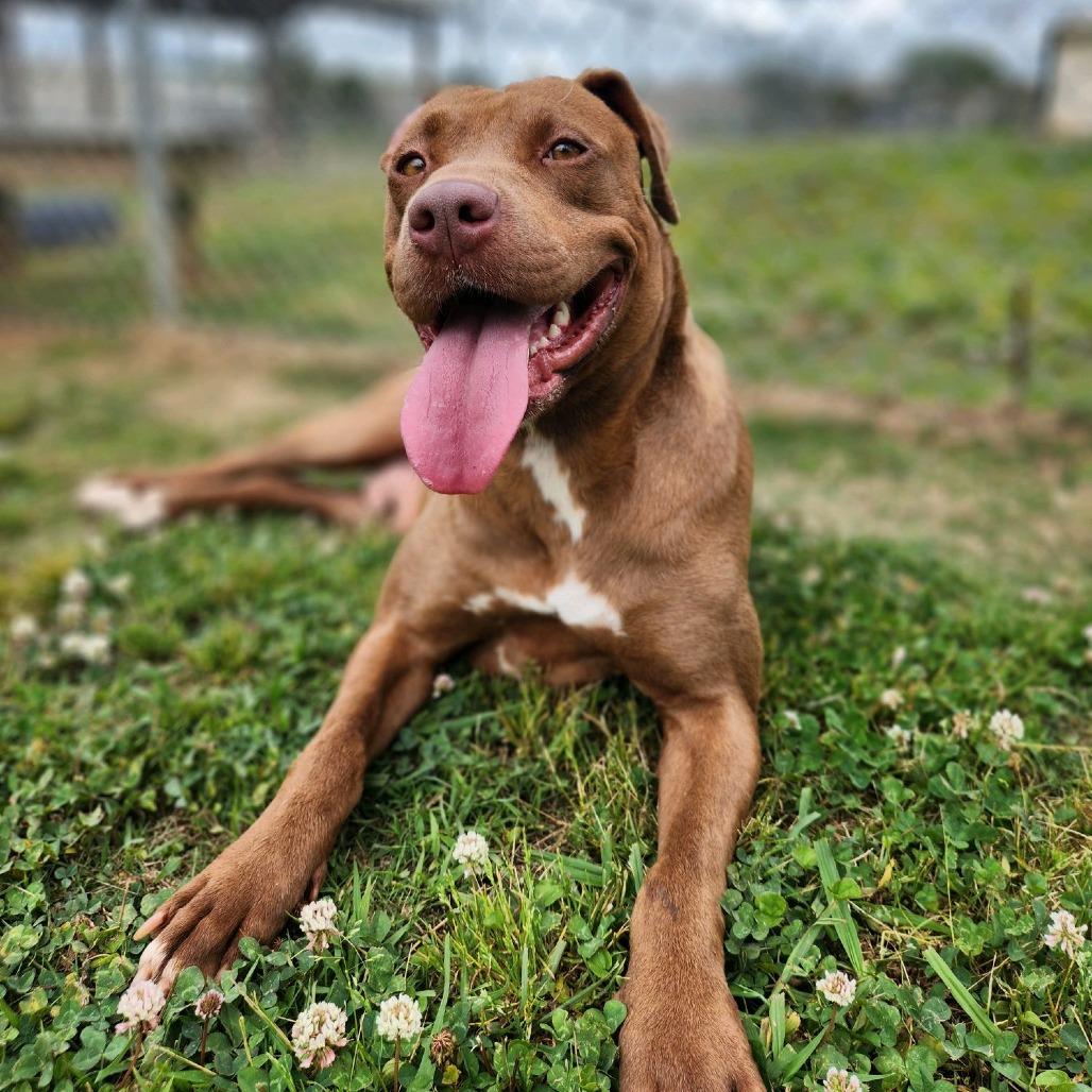 Pinkie Pie, a Adoptable Mixed Breed in Columbiana, AL image 2/6