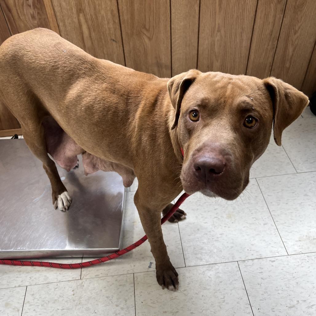 Enlarge Pinkie Pie, a Adoptable Mixed Breed in Columbiana, AL image 3/6