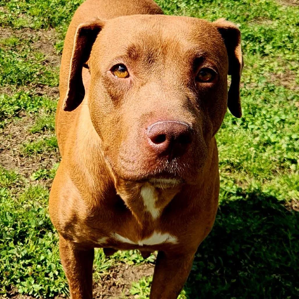 Enlarge Pinkie Pie, a Adoptable Mixed Breed in Columbiana, AL image 4/6