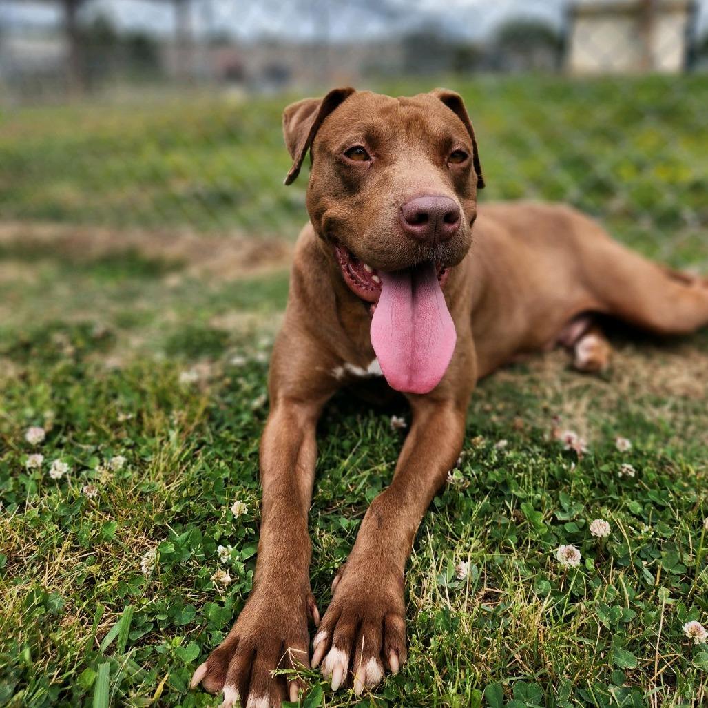 Enlarge Pinkie Pie, a Adoptable Mixed Breed in Columbiana, AL image 4/6