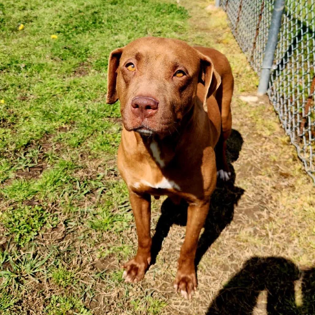 Enlarge Pinkie Pie, a Adoptable Mixed Breed in Columbiana, AL image 5/6