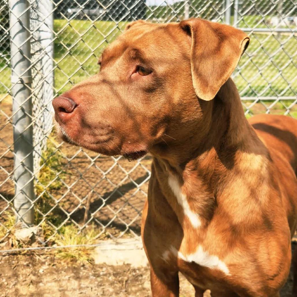 Enlarge Pinkie Pie, a Adoptable Mixed Breed in Columbiana, AL image 6/6