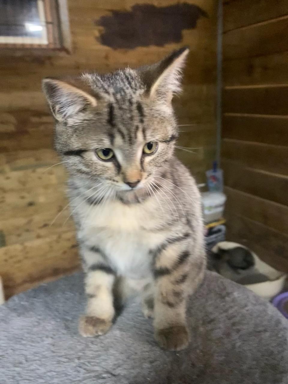 Trixy 14 wks, Adoptable, Kitten Female Tabby.