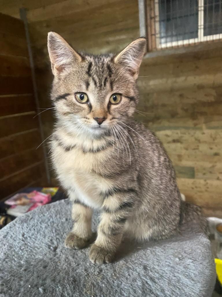 Trixy  14 wks, Adoptable, Kitten Female Tabby.