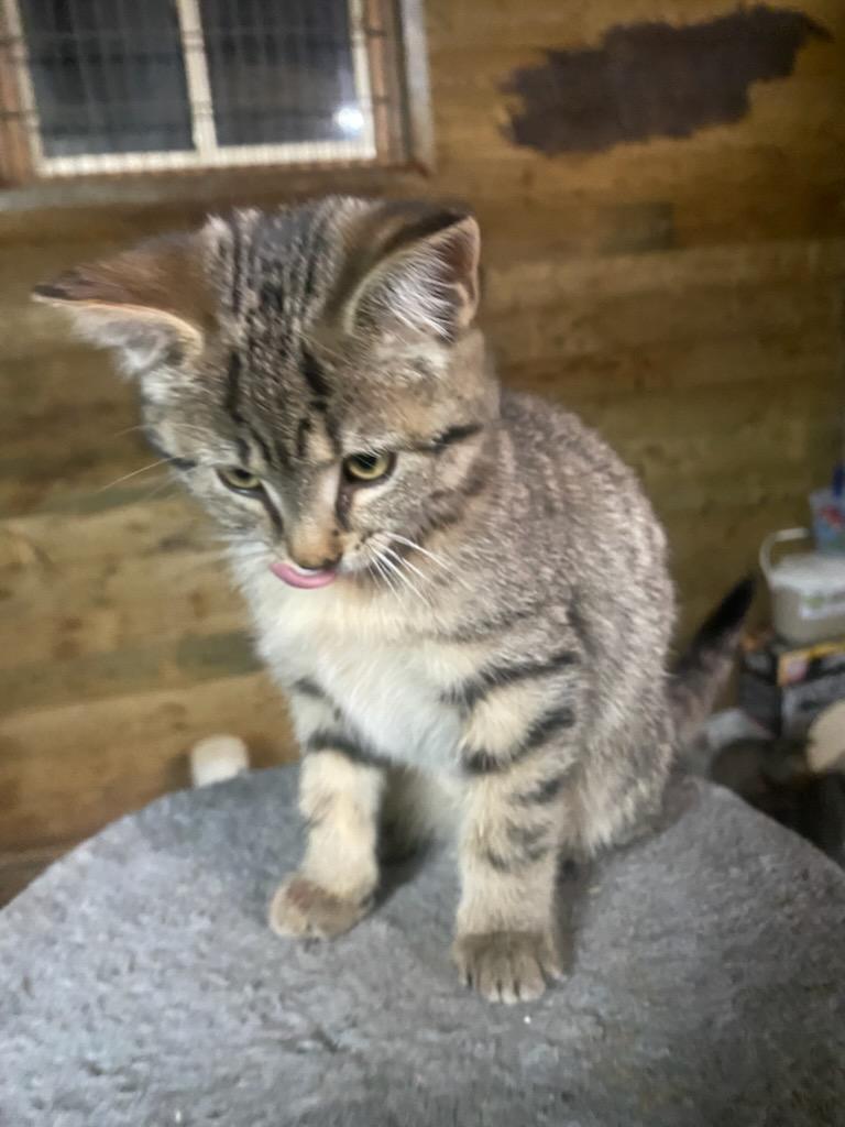 Trixy 14 wks, a Adoptable Tabby in London, ON image 3/3