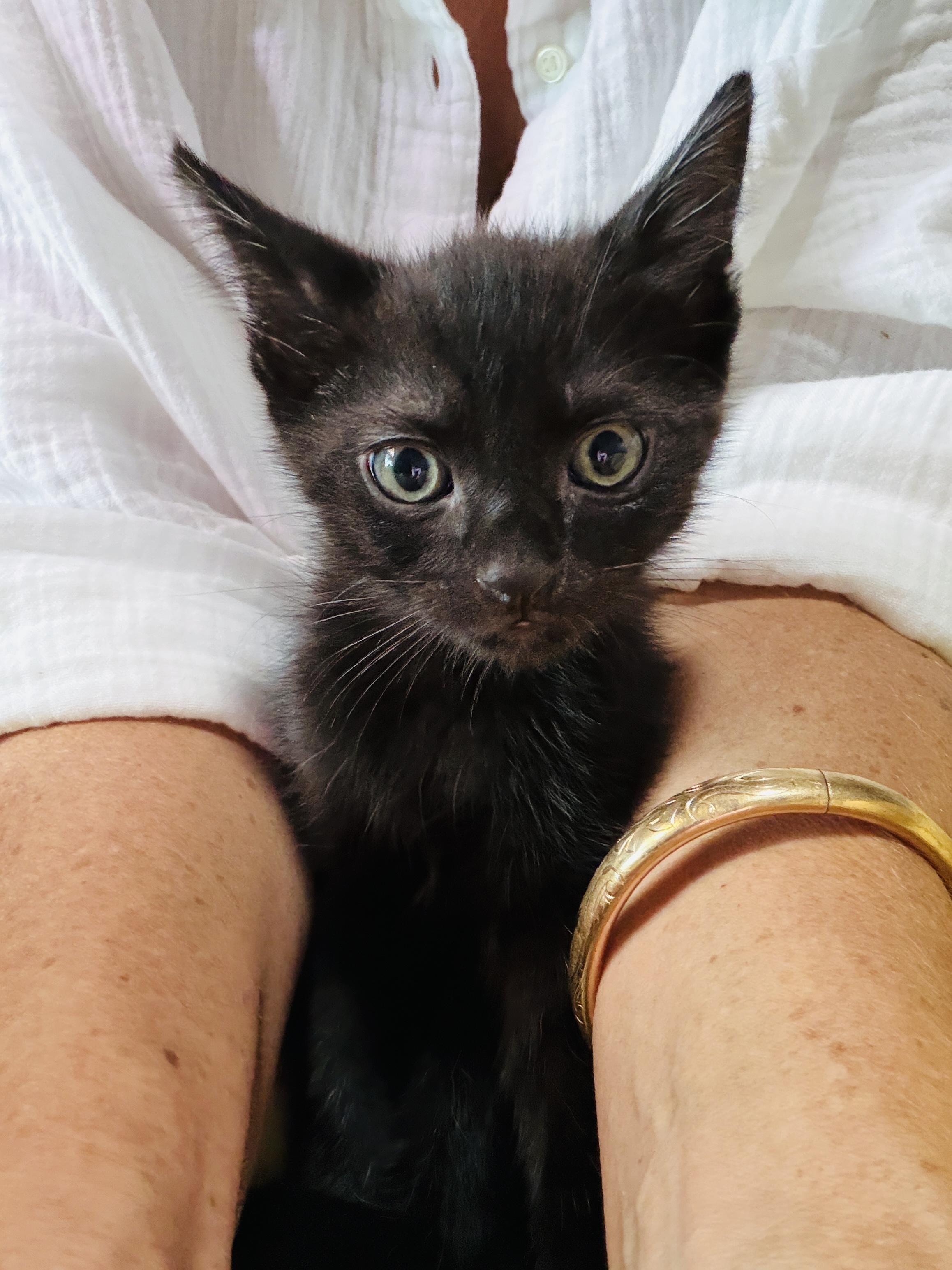Draco (A141679), adopted, Kitten Male Domestic Short Hair.