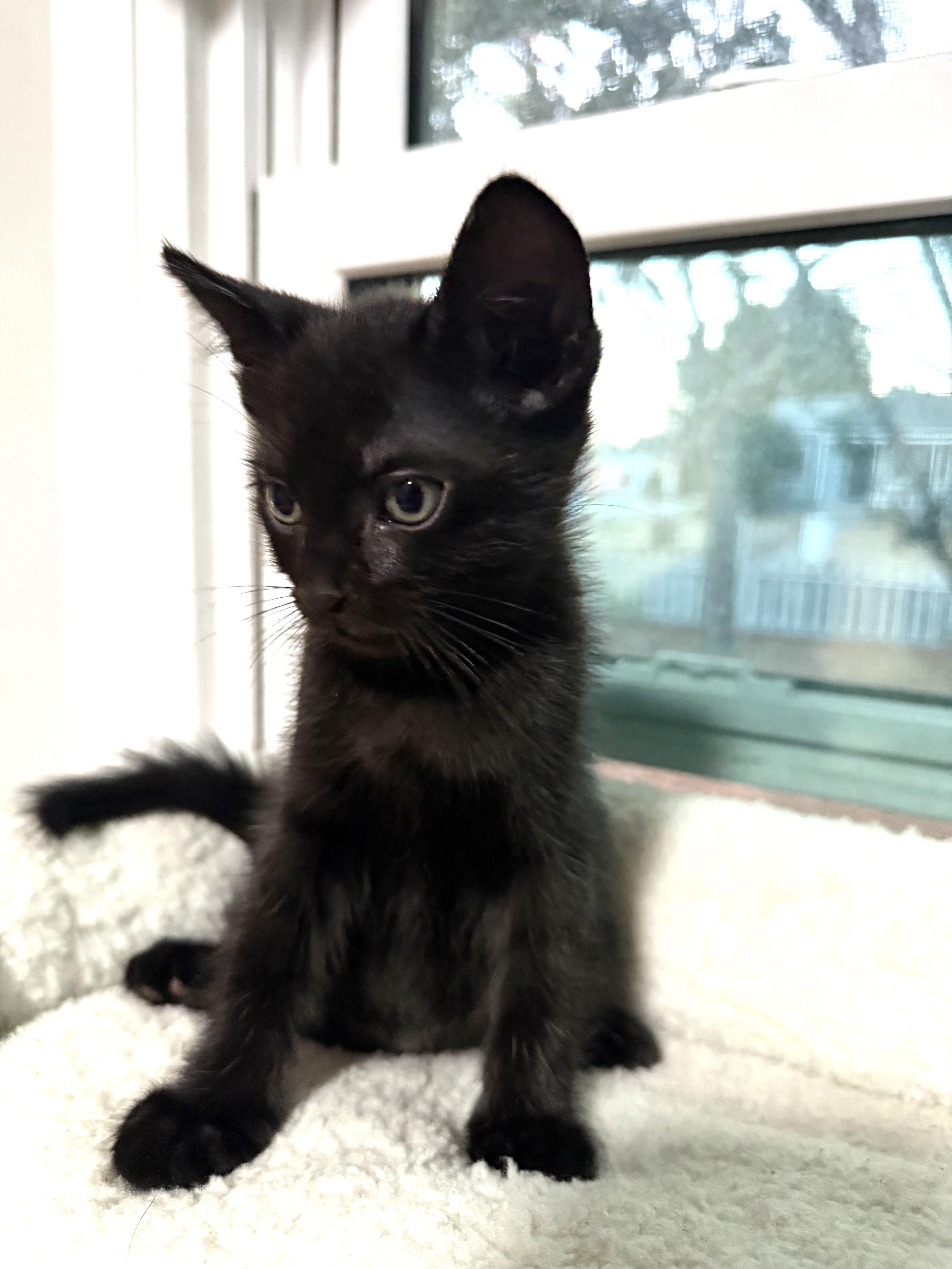 Draco (A141679), an adopted Domestic Short Hair in Burbank, CA image 3/6