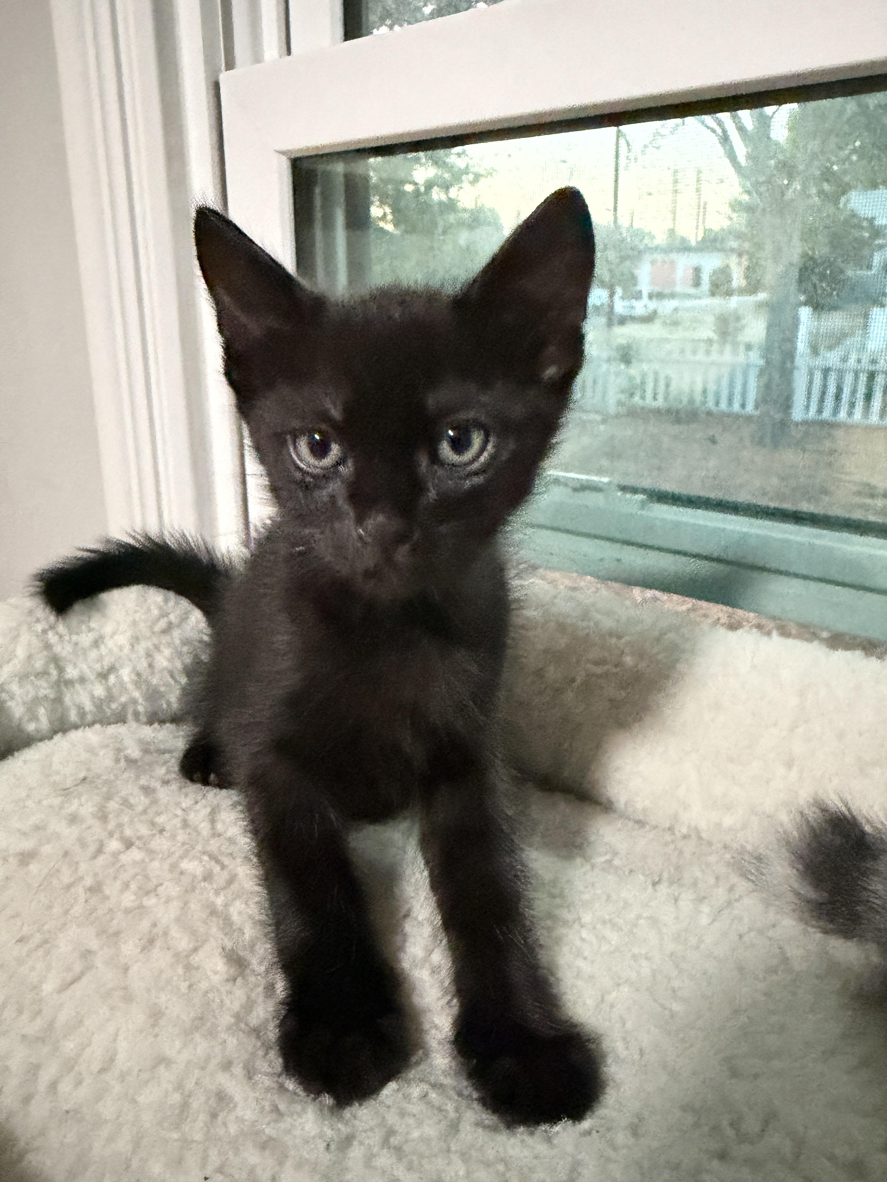 Draco (A141679), an adopted Domestic Short Hair in Burbank, CA image 4/6