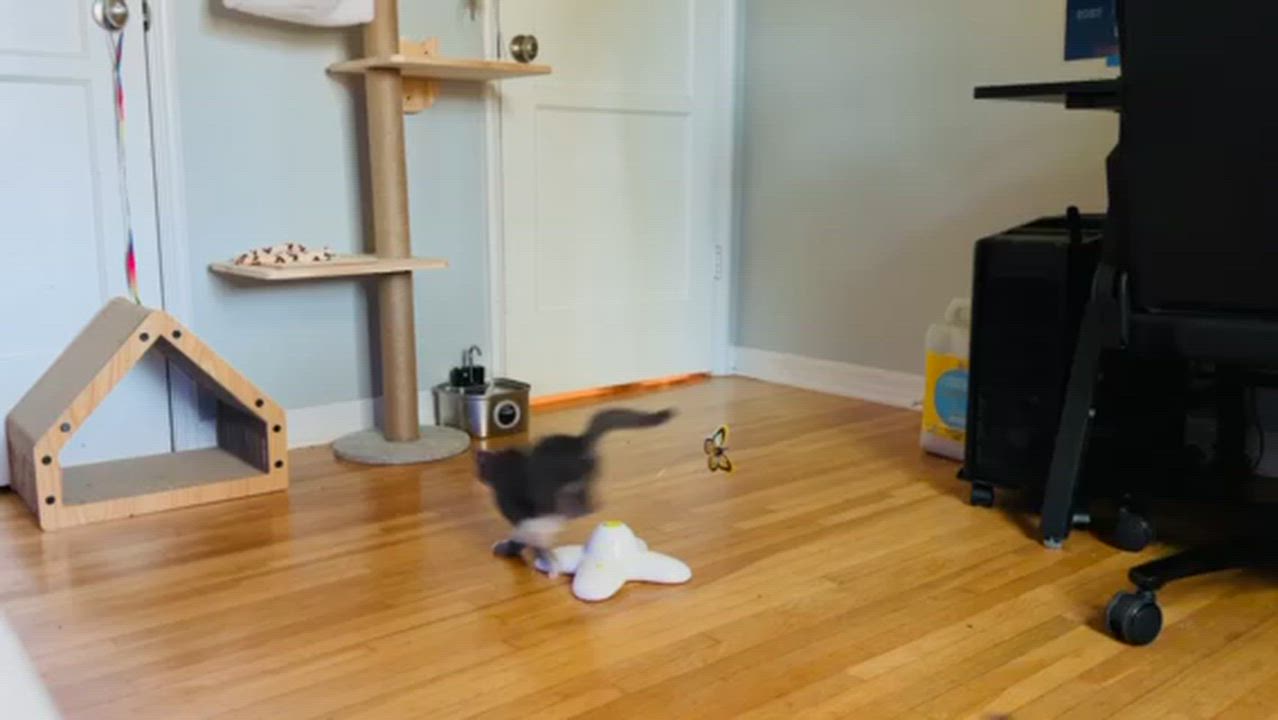 Enlarge Draco (A141679), an adopted Domestic Short Hair in Burbank, CA video 5/6