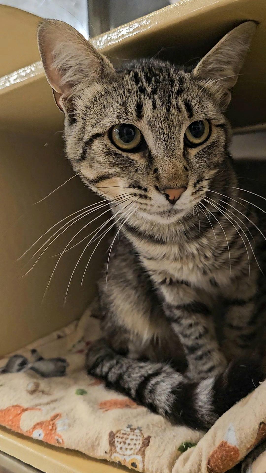 Teddy, Adopted, Adult Male Domestic Short Hair.