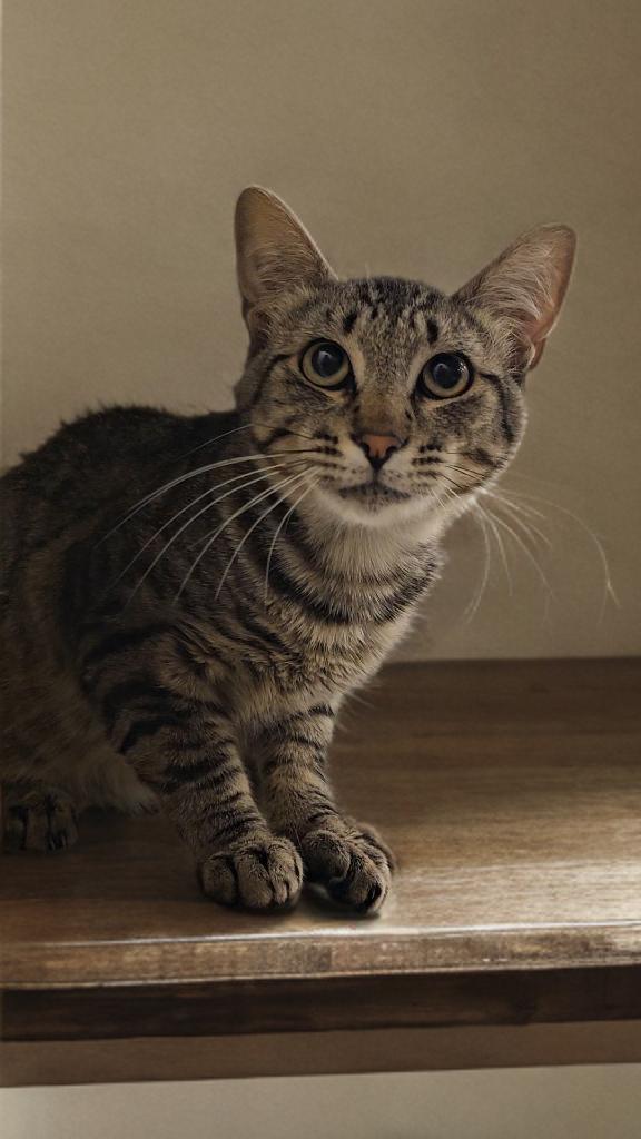 Teddy, a Adopted Domestic Short Hair in Twin Falls, ID image 2/5
