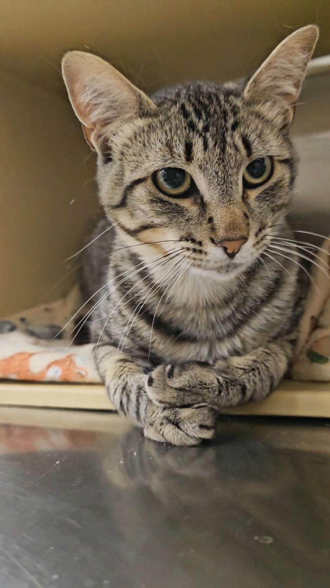 Teddy, a Adopted Domestic Short Hair in Twin Falls, ID image 4/5