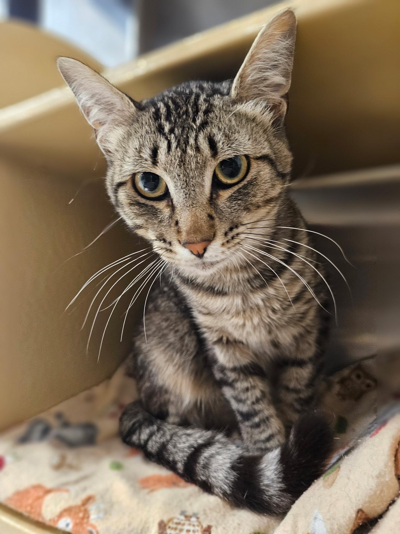 Teddy, a Adopted Domestic Short Hair in Twin Falls, ID image 5/5