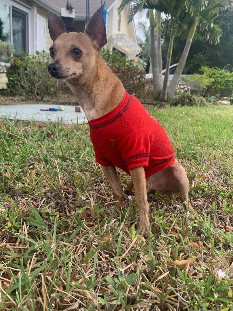 Enlarge Mako, a Adopted Chihuahua in Boca Raton, FL image 1/5