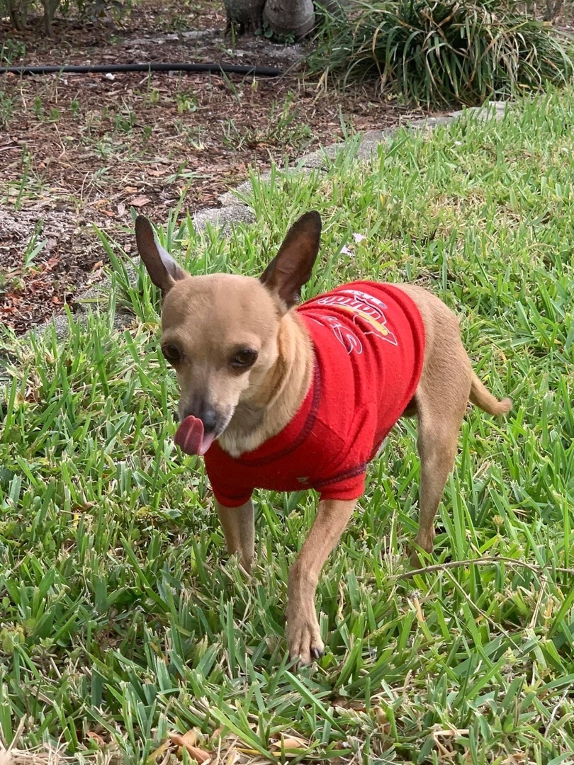 Enlarge Mako, a Adopted Chihuahua in Boca Raton, FL image 2/5