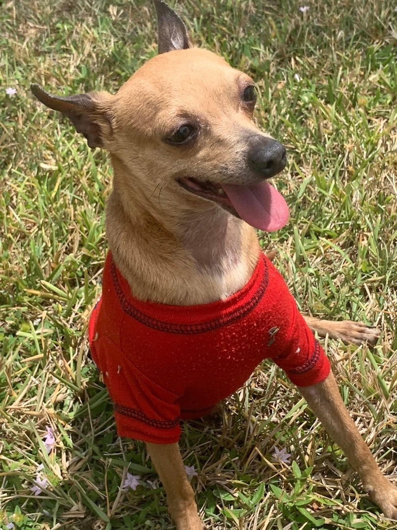 Enlarge Mako, a Adopted Chihuahua in Boca Raton, FL image 4/5