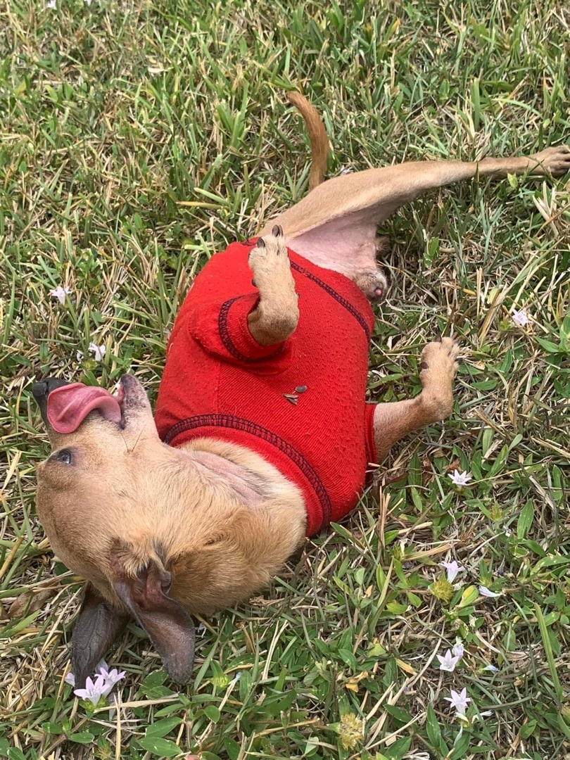 Enlarge Mako, a Adopted Chihuahua in Boca Raton, FL image 5/5