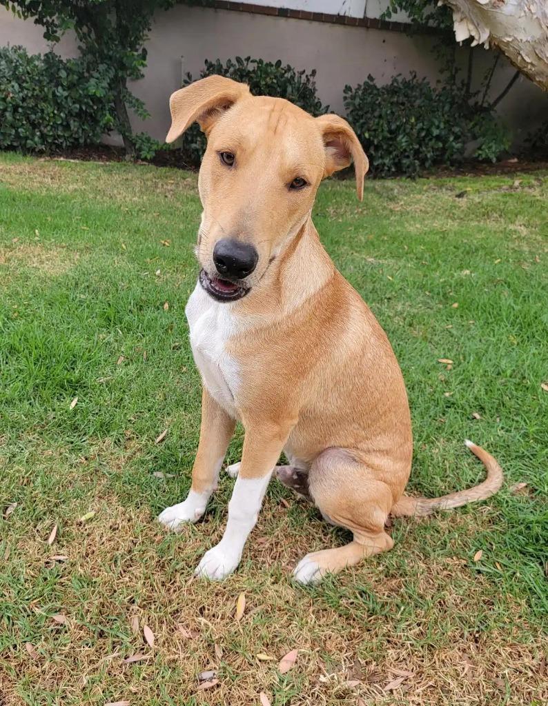 Rowdy, a Adoptable mixed breed in San Pedro, CA image 4/4