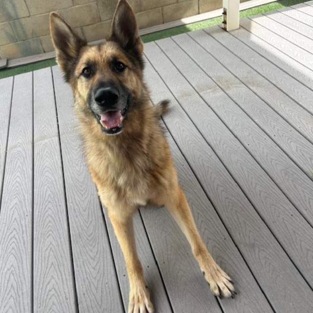 Enlarge Jack, a Adoptable German Shepherd Dog in Gardena, CA image 2/6