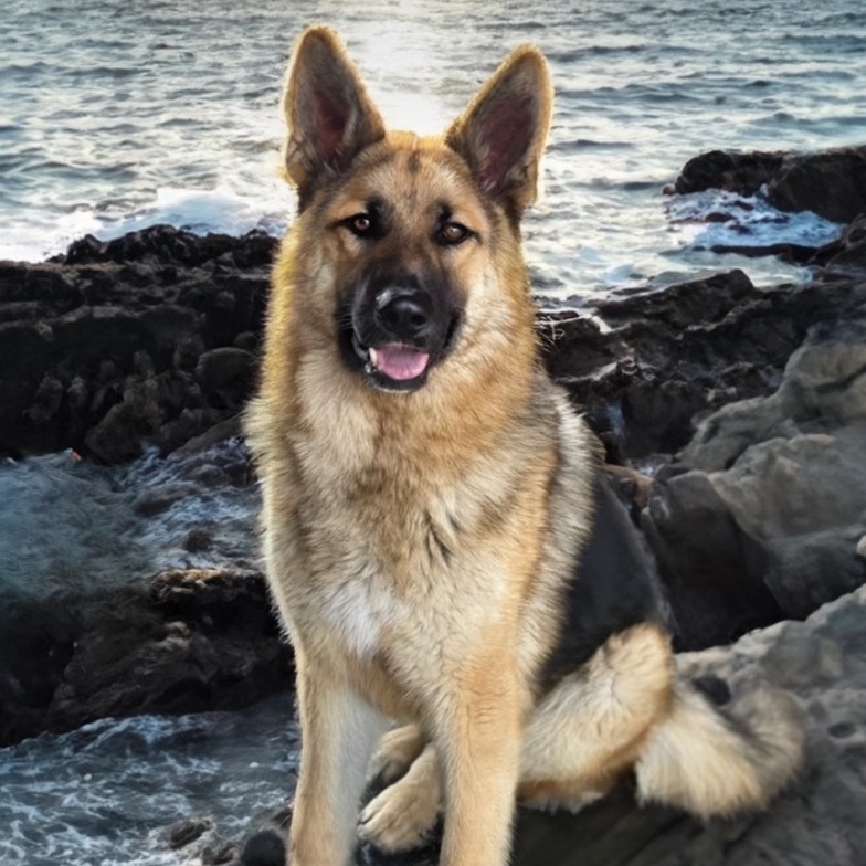 Jack, Adoptable, Young Male German Shepherd Dog.