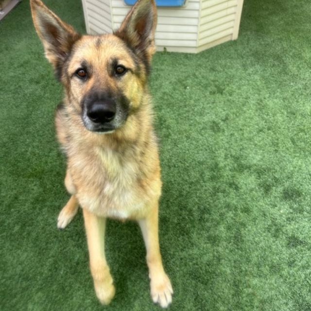 Enlarge Jack, a Adoptable German Shepherd Dog in Gardena, CA image 3/6