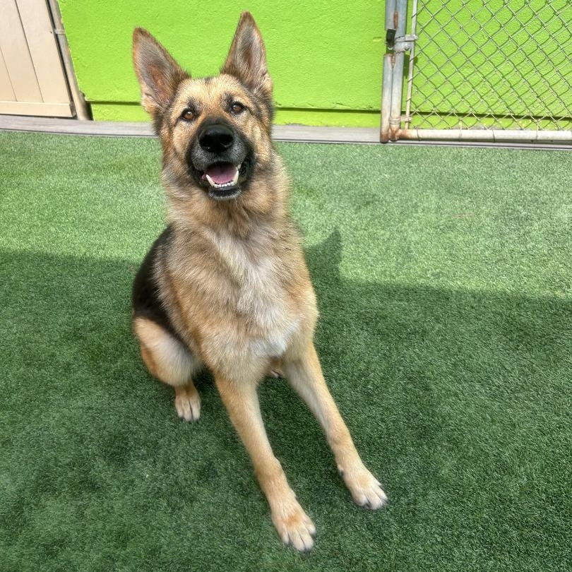 Enlarge Jack, a Adoptable German Shepherd Dog in Gardena, CA image 4/6