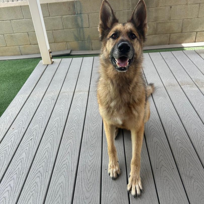 Enlarge Jack, a Adoptable German Shepherd Dog in Gardena, CA image 5/6
