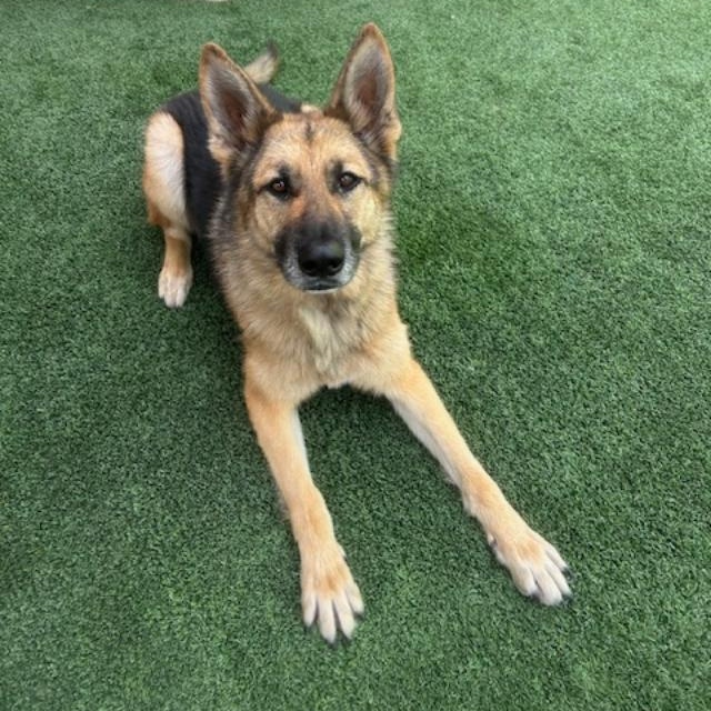 Enlarge Jack, a Adoptable German Shepherd Dog in Gardena, CA image 6/6