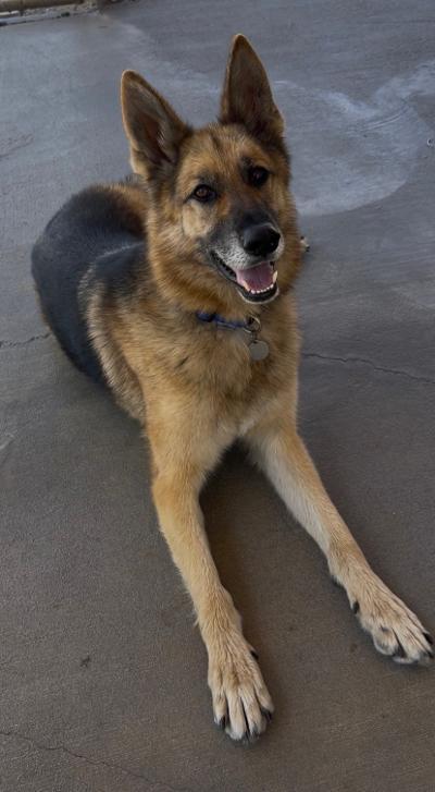 Enlarge Jack, a Adoptable German Shepherd Dog in Gardena, CA image 4/4