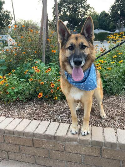 Jack, Adoptable, Young Male German Shepherd Dog.