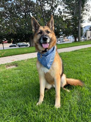 Enlarge Jack, a Adoptable German Shepherd Dog in Gardena, CA image 2/4