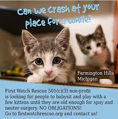 Enlarge Foster Kittens (Babysit For Our Rescue), a Adoptable Domestic Short Hair in Farmington Hills, MI image 1/1