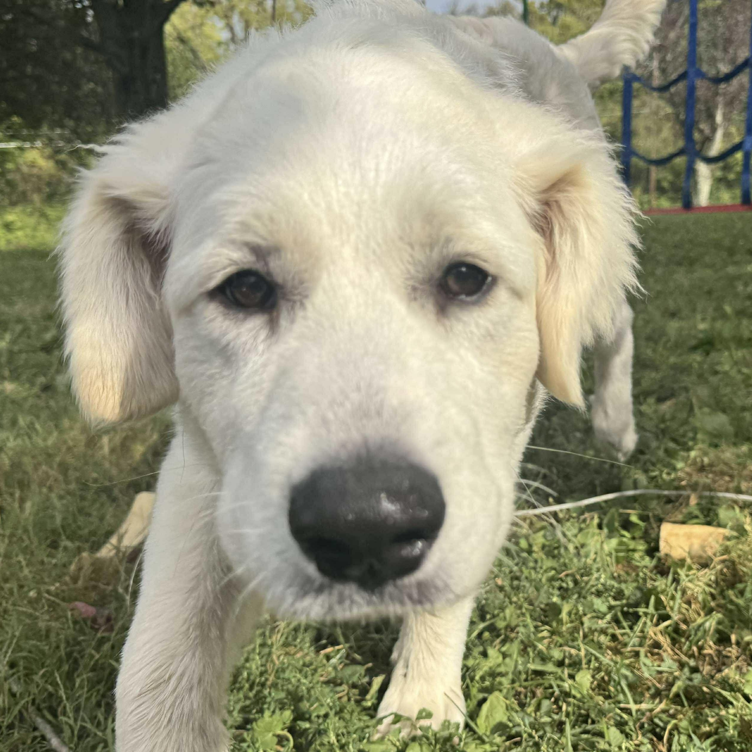 Aspen2 - New to Rescue - Puppy