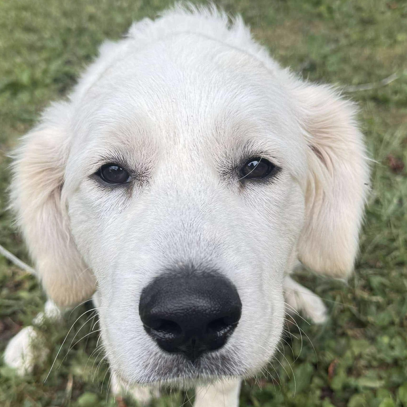 Enlarge Aspen - New to Rescue - Puppy, a Adoptable mixed breed in Indianapolis, IN image 5/6