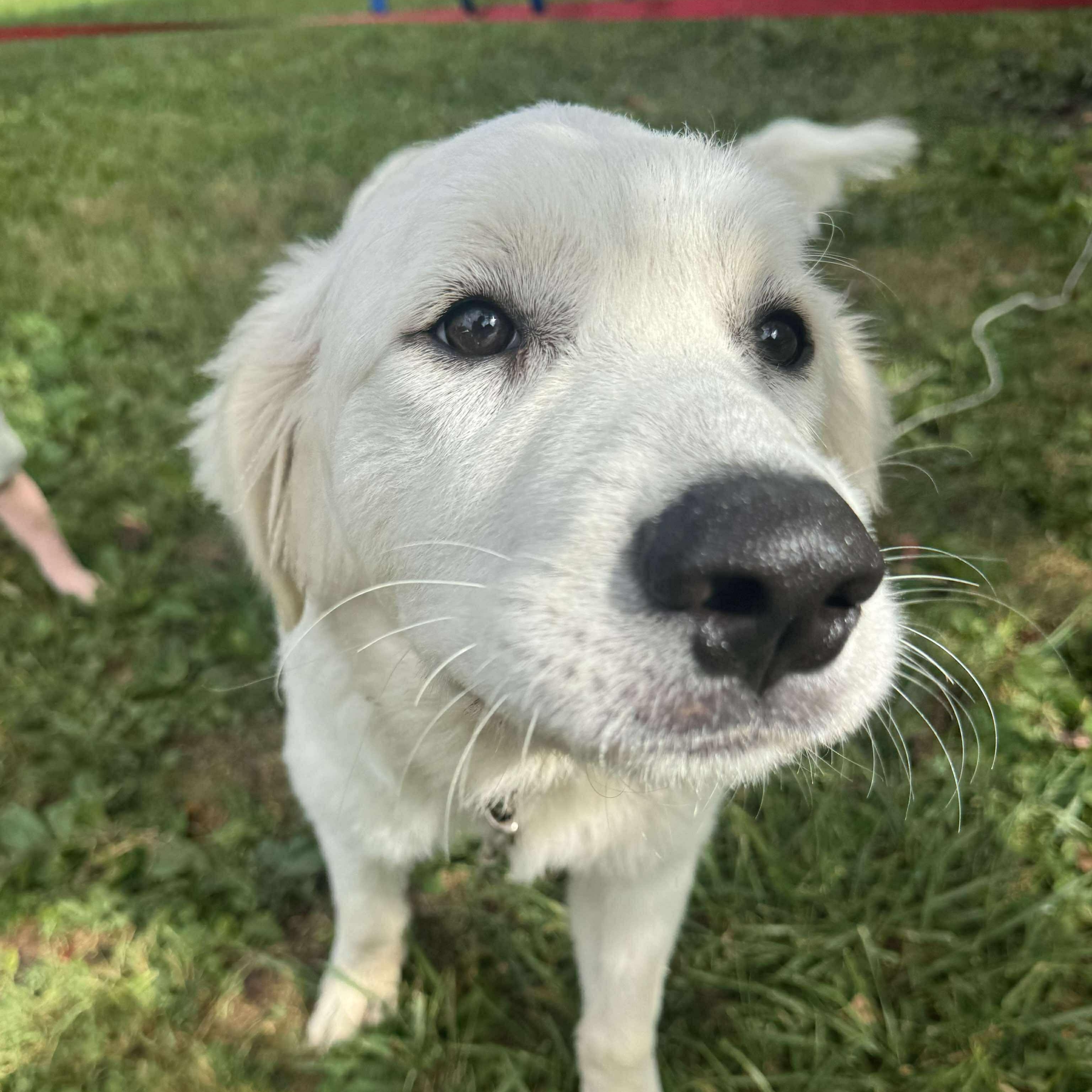 Enlarge Aspen - New to Rescue - Puppy, a Adoptable mixed breed in Indianapolis, IN image 2/6