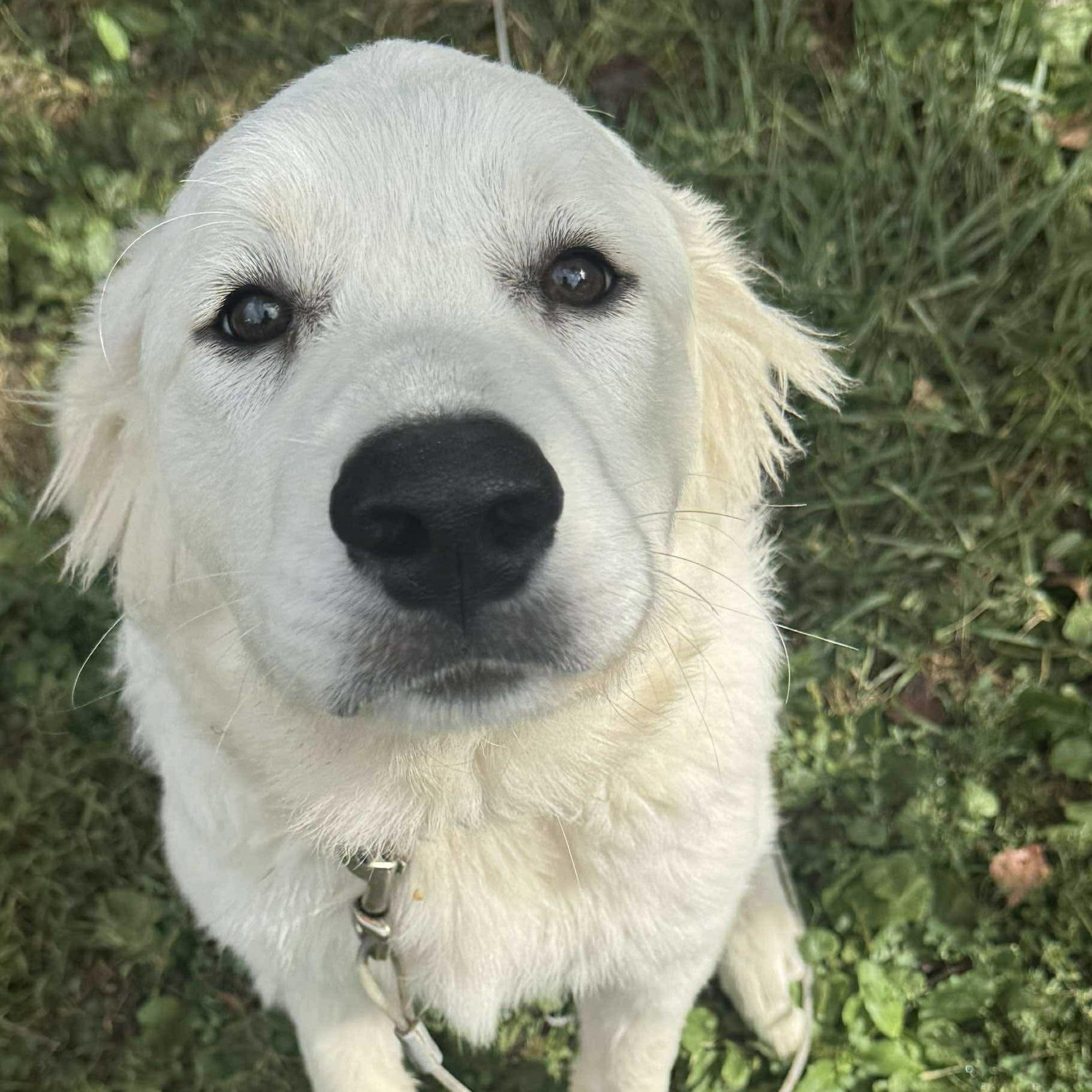 Aspen2 - New to Rescue - Puppy, Adoptable, Young Female Great Pyrenees & Anatolian Shepherd.