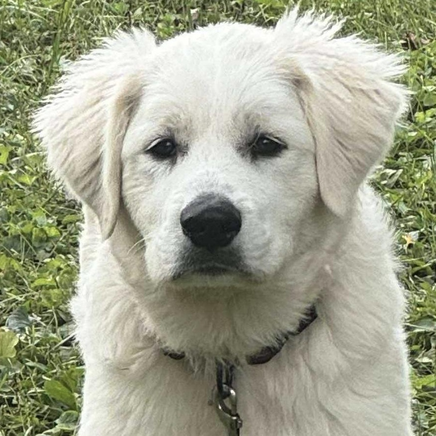 Aspen2 - New to Rescue - Puppy