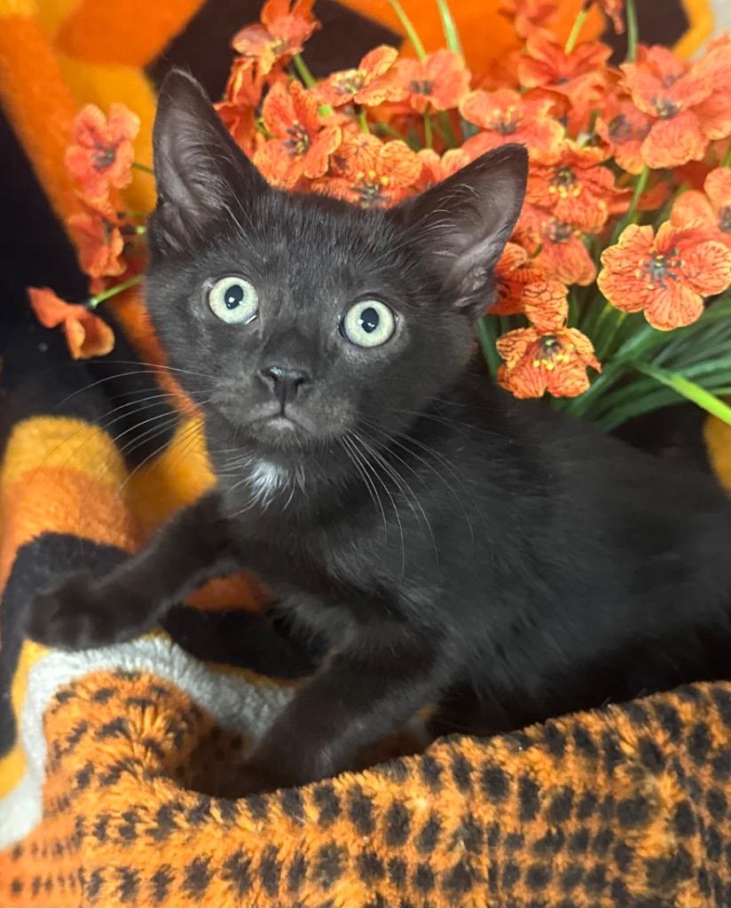 5/1/26 Miguel, Adoptable, Kitten Male Domestic Short Hair.