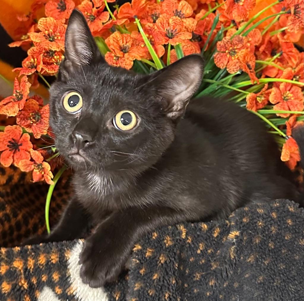 Enlarge 5/1/26 Miguel, a Adoptable mixed breed in Stillwater, OK image 2/2